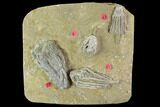 Crinoid Plate (Macrocrinus & Pachylocrinus) - Crawfordsville #94803-1